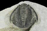 Cornuproetus Trilobite Fossil - Ofaten, Morocco #125988-3